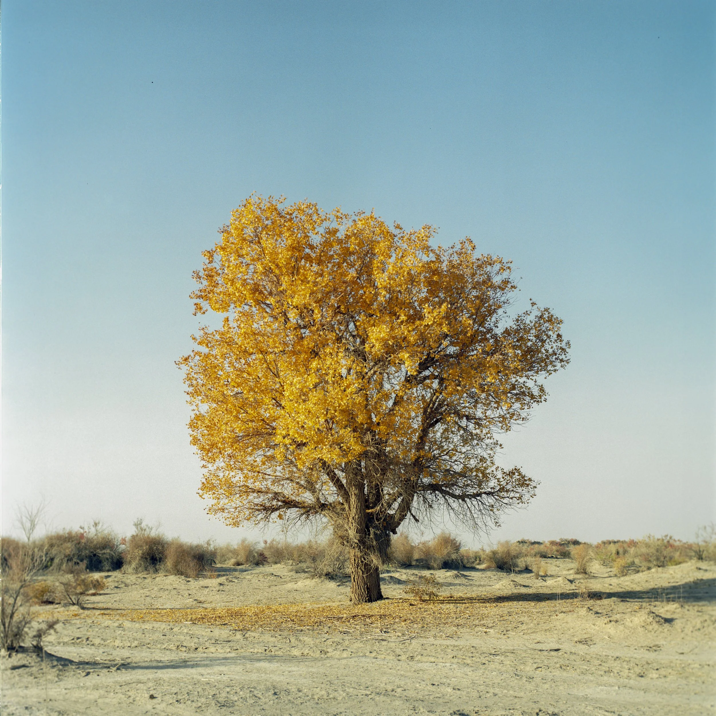 Xinjiang 1