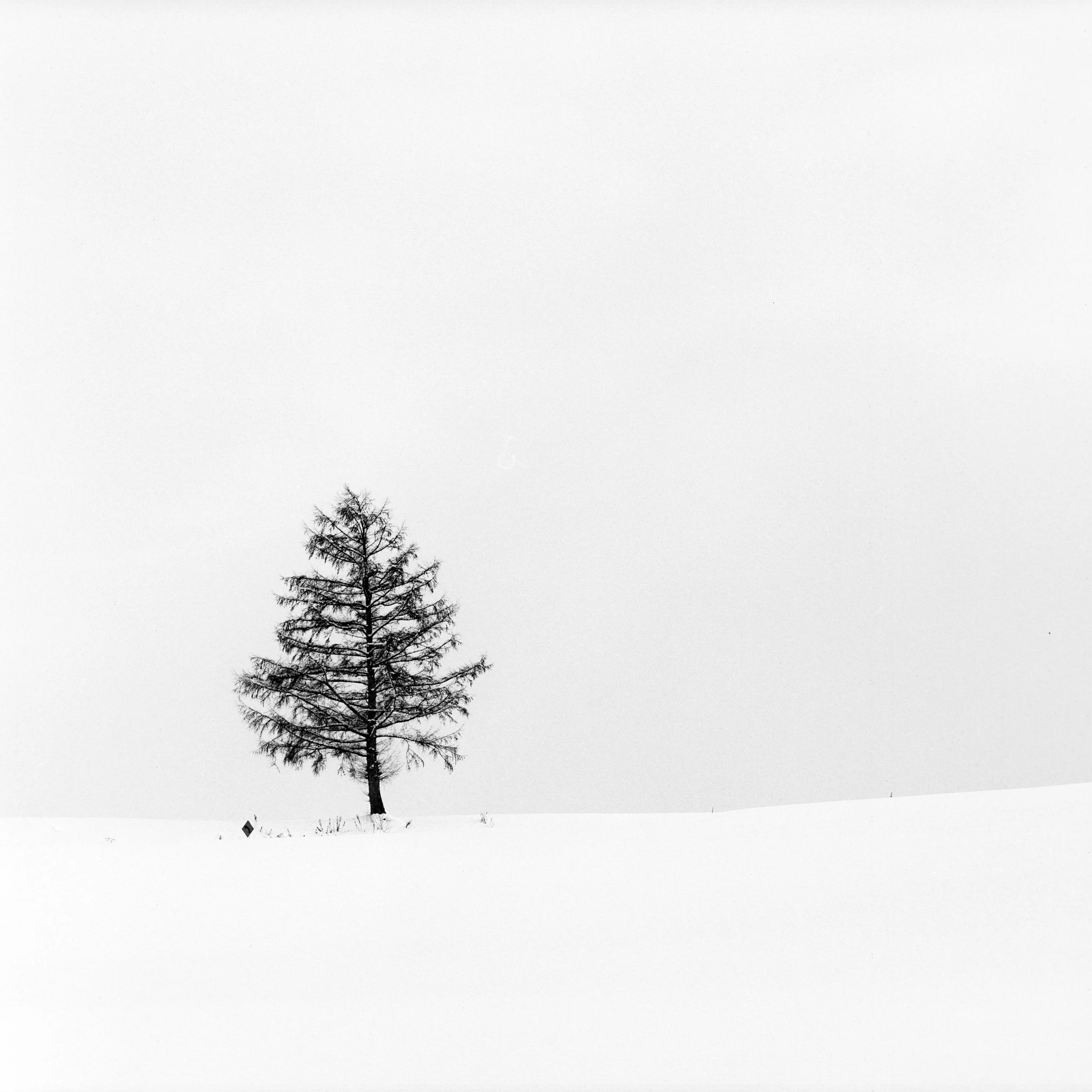 Biei, Hokkaido, Japan, 2025