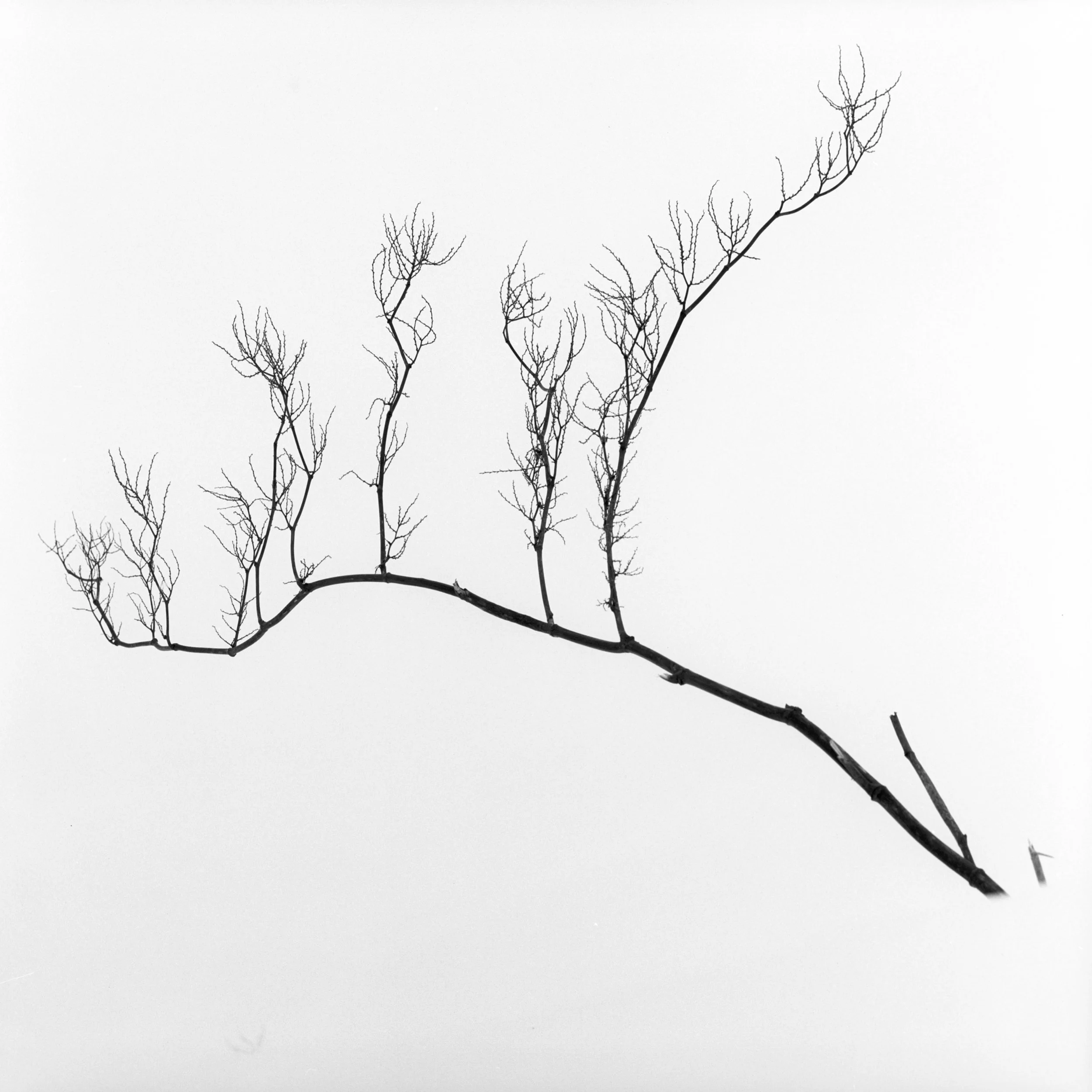 Bibaushi, Biei, Hokkaido, Japan, 2025