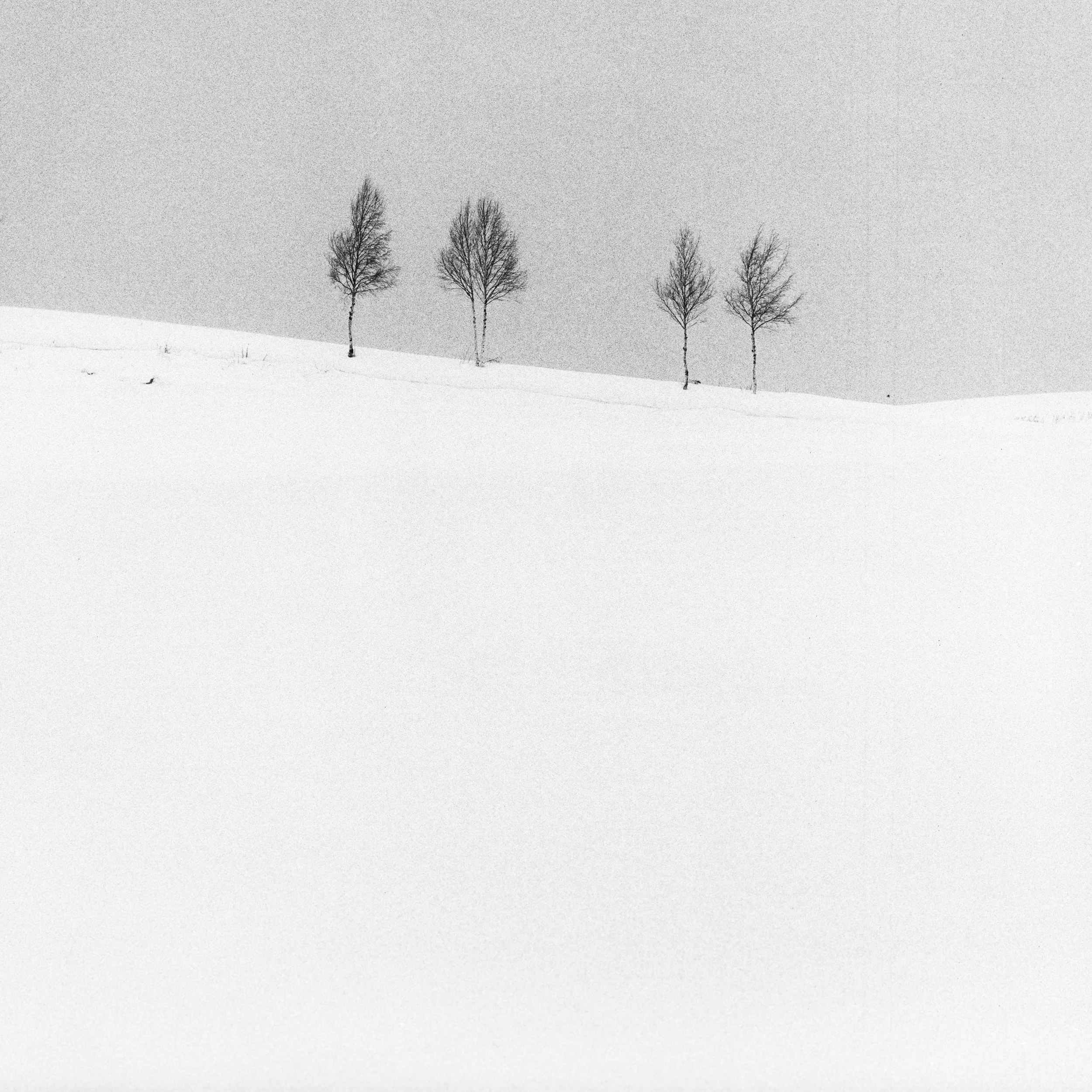 Bibaushi, Biei, Hokkaido, Japan, 2025