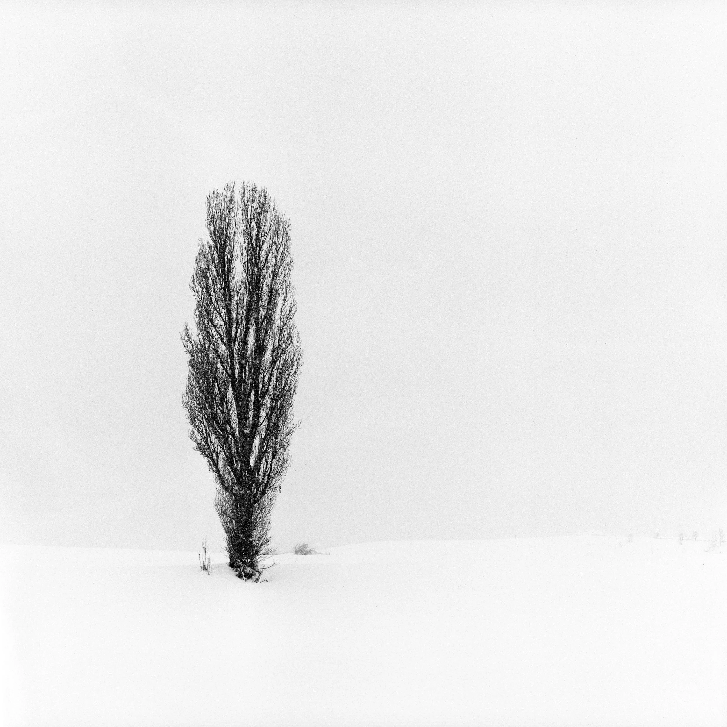 Bibaushi, Biei, Hokkaido, Japan, 2025