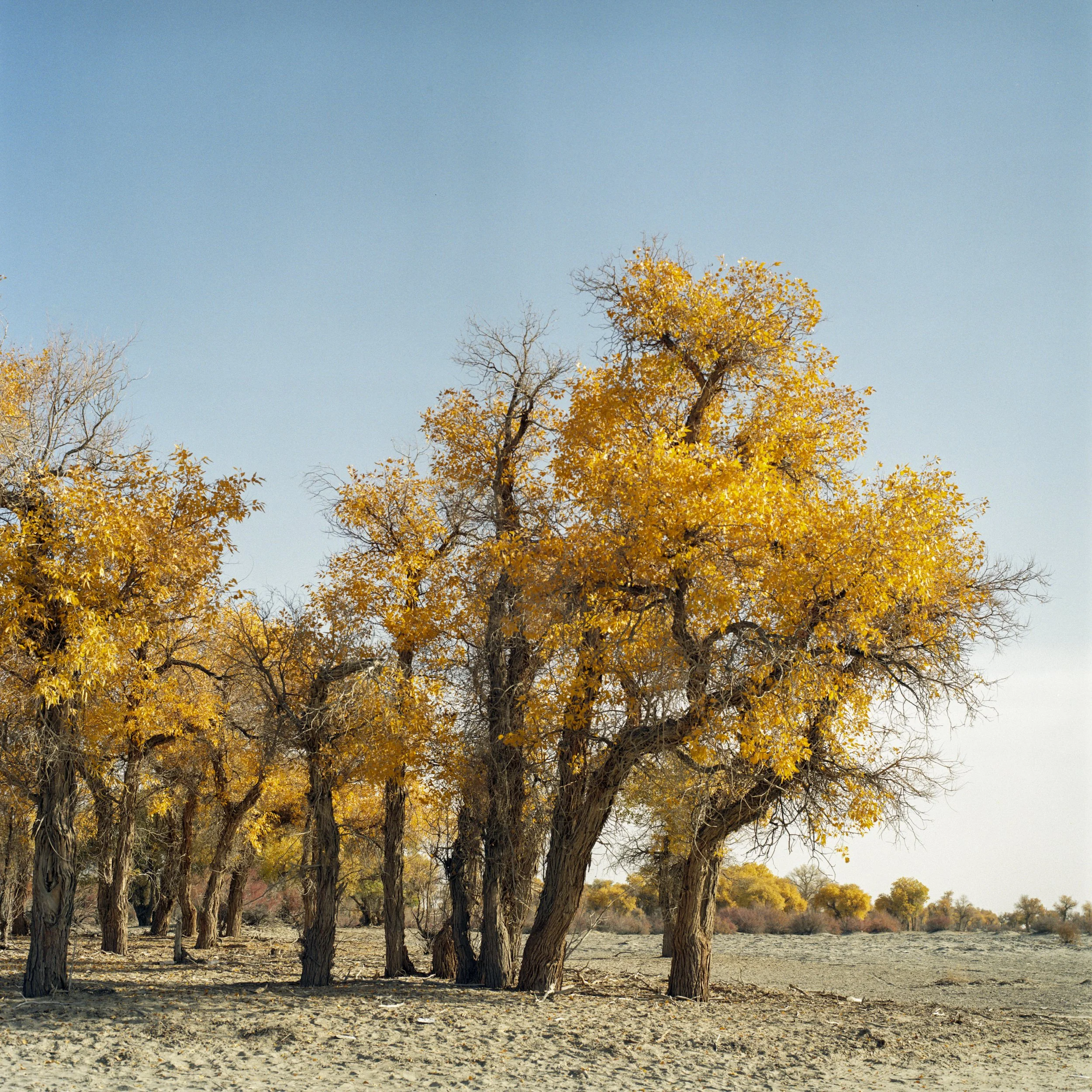 Akesu, Xinjiang, China, 2023