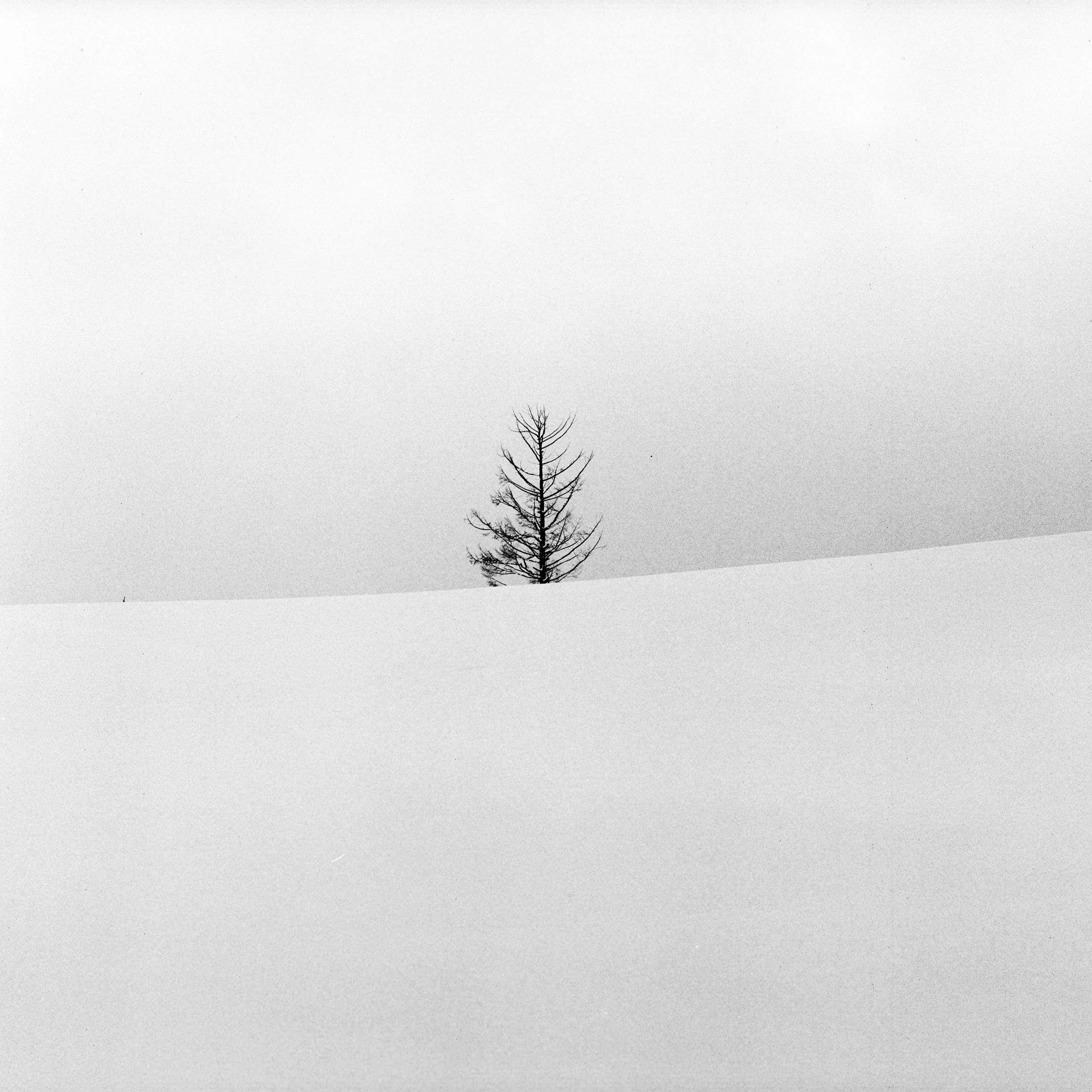 Biei, Hokkaido, Japan, 2025